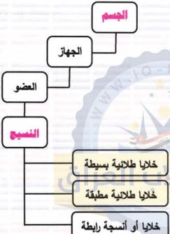 تكوين جسم الإنسان